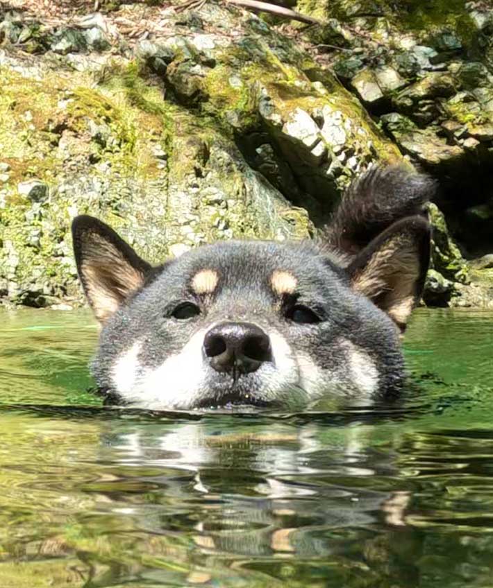 柴犬の写真