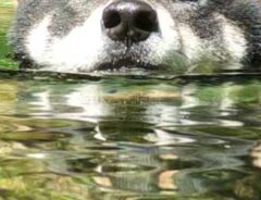 夏日に水に浸かる柴犬　表情を見て飼い主がひと言「今までの経験上…」