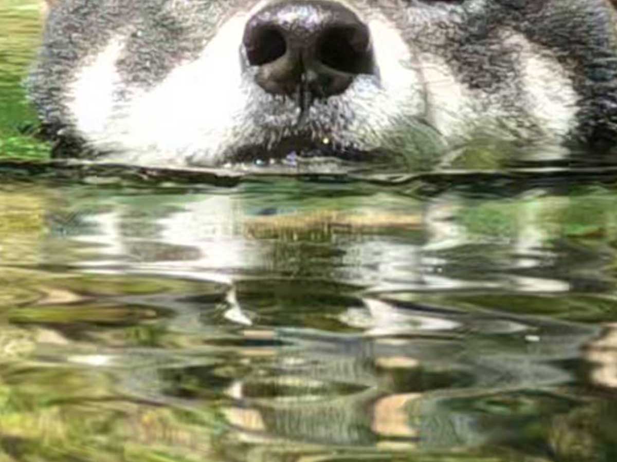 柴犬の写真