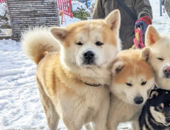 秋田犬と柴犬の写真