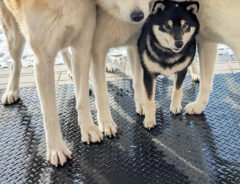 秋田犬と柴犬の写真