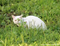 「白猫だ！って走って追いかけたのに」　茂みの中で見つかった正体がコレ