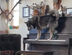 犬が見せた『才能』を１６３万人が絶賛！　ピアノの上に乗ると…？
