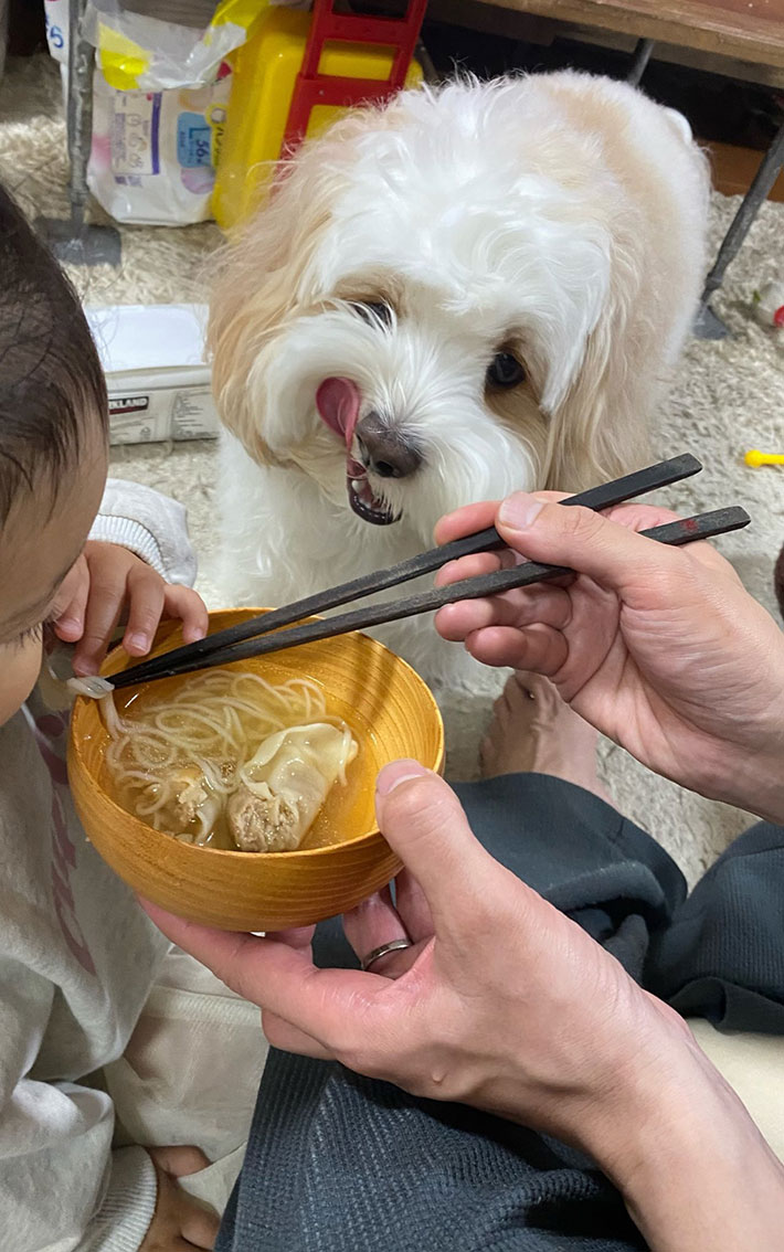 舌なめずりする犬の写真