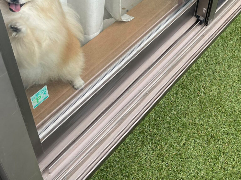 ポメラニアンの写真