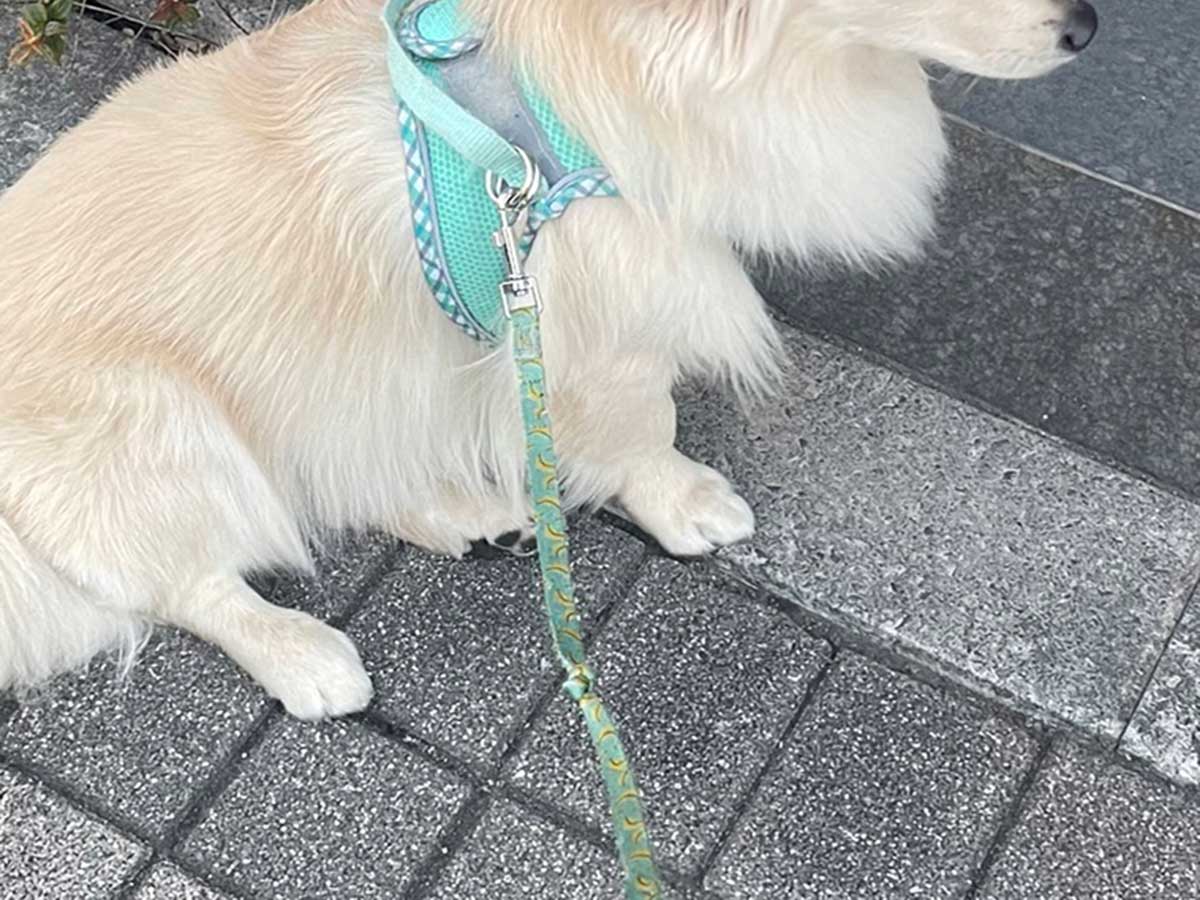 散歩中の犬