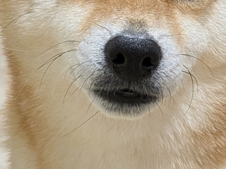 柴犬の写真