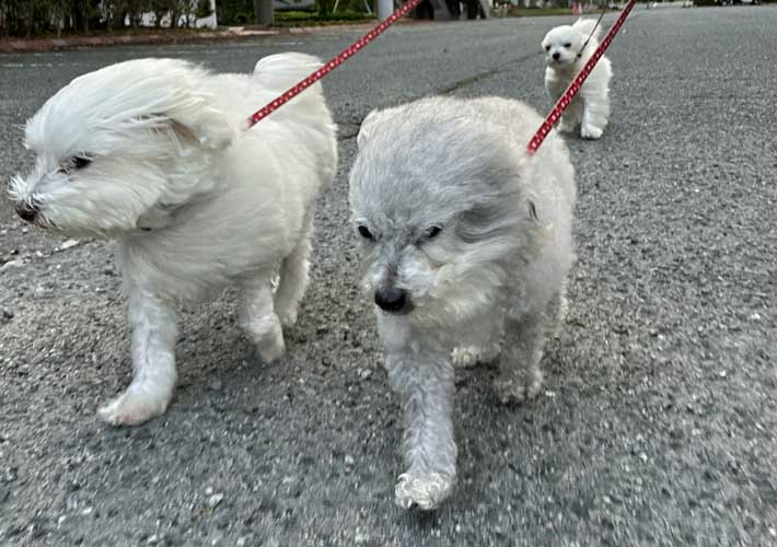 犬の写真