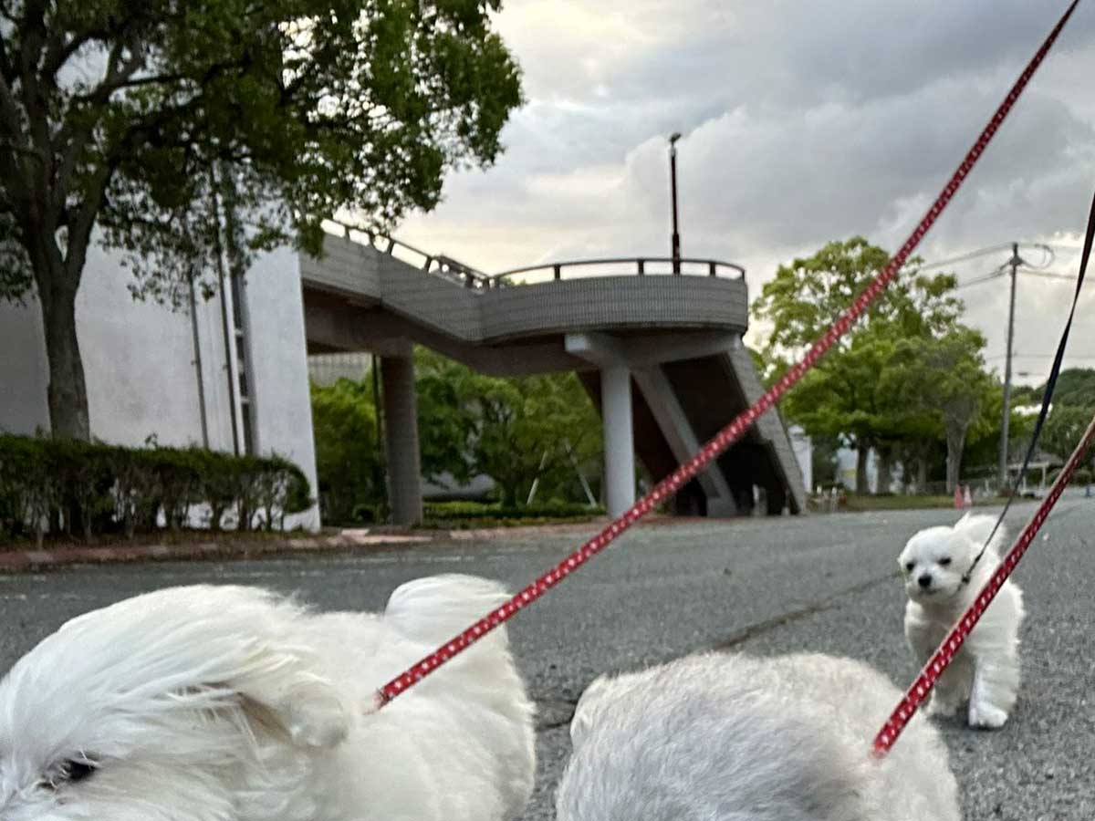 犬の写真