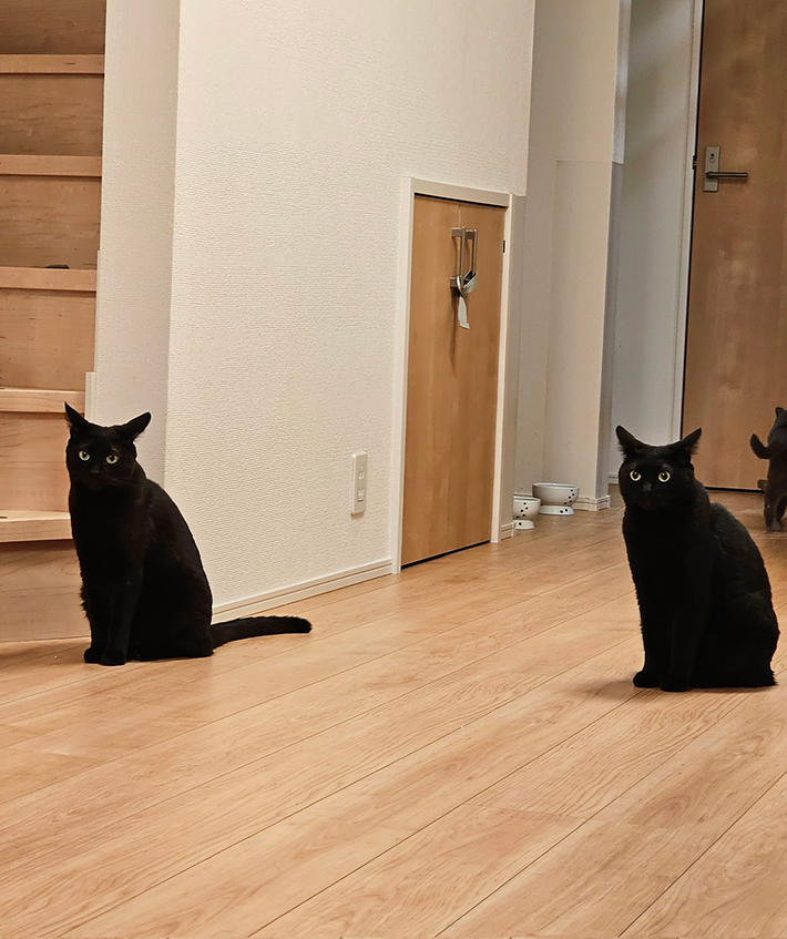廊下にいる黒猫が？ 目を疑う姿に「二度見した！」「門番かよ 