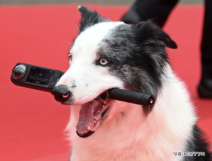 犬の写真