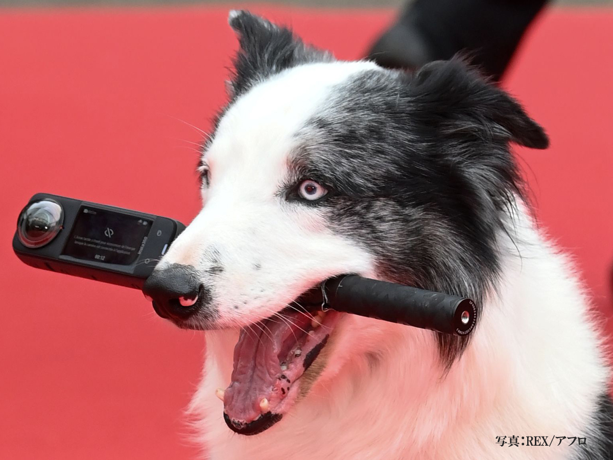 犬の写真