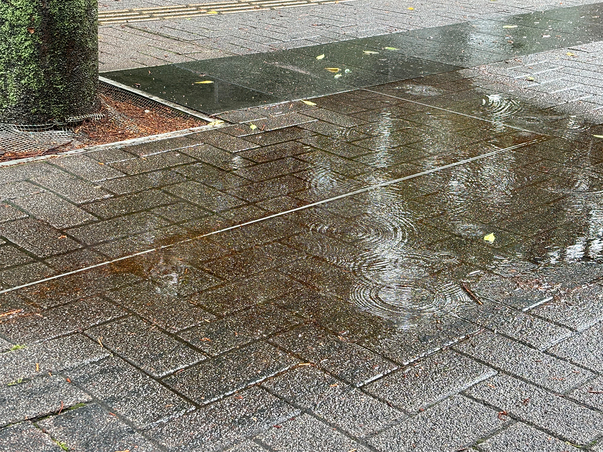 雨の写真