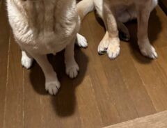 犬の写真