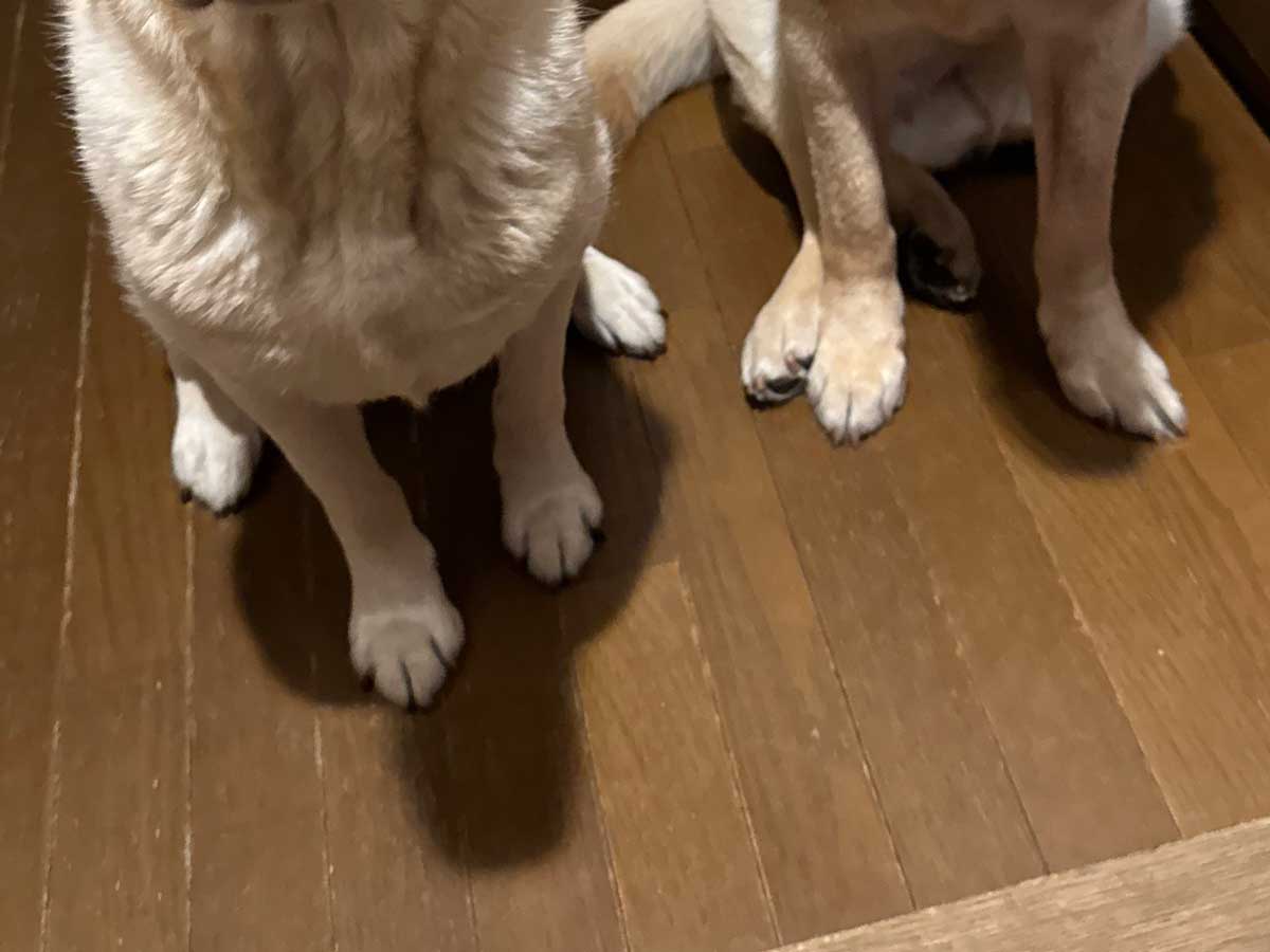 犬の写真