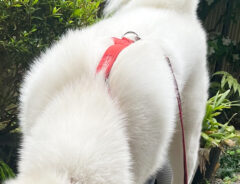 秋田犬の写真