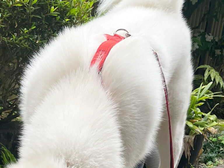 秋田犬の写真