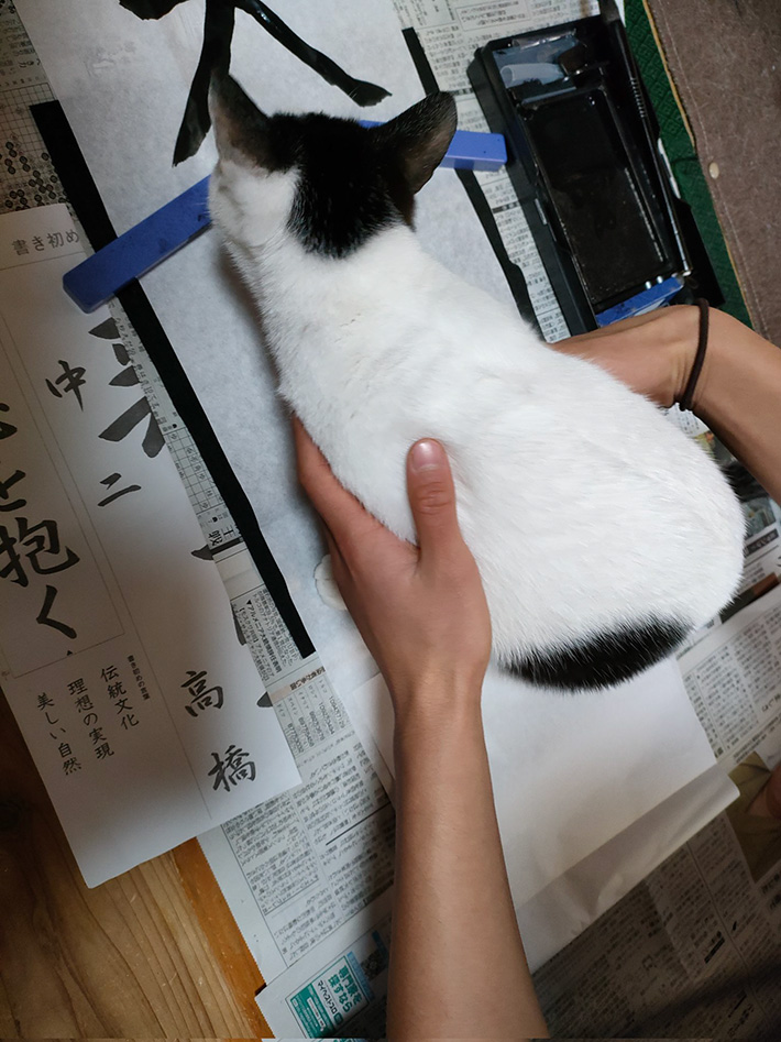 書き初めを邪魔する猫の写真
