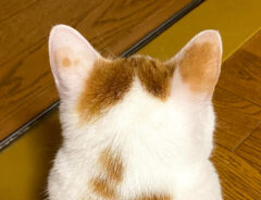 猫の後ろ姿に『１０万いいね』のワケ　飼い主が思わず見せたくなった１枚が？