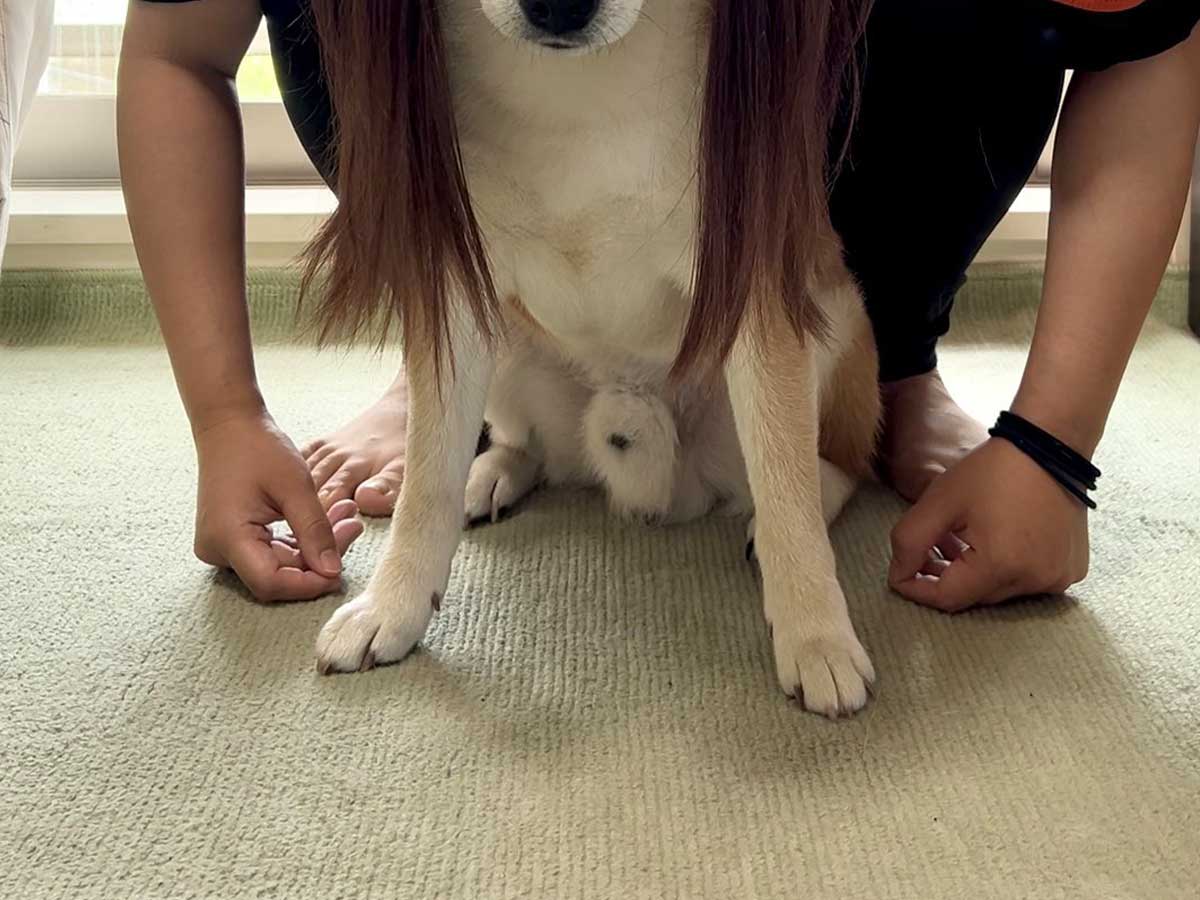 柴犬の写真