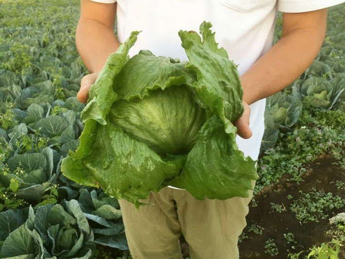 『平凡野菜』で栽培されているレタスの写真