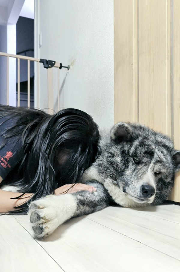 秋田犬と子供の写真