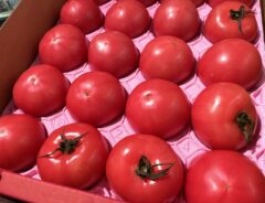 整然と並べられたトマト