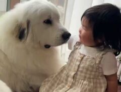 犬と子供の画像