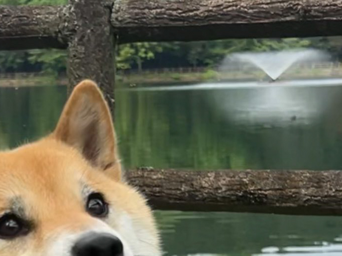 柴犬の写真