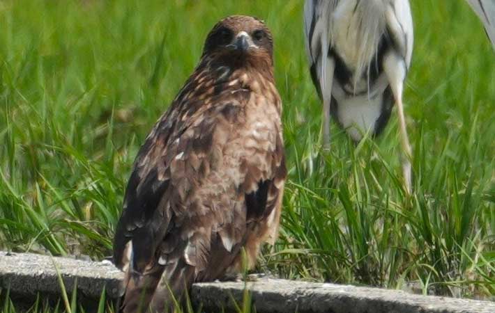 鳥の写真