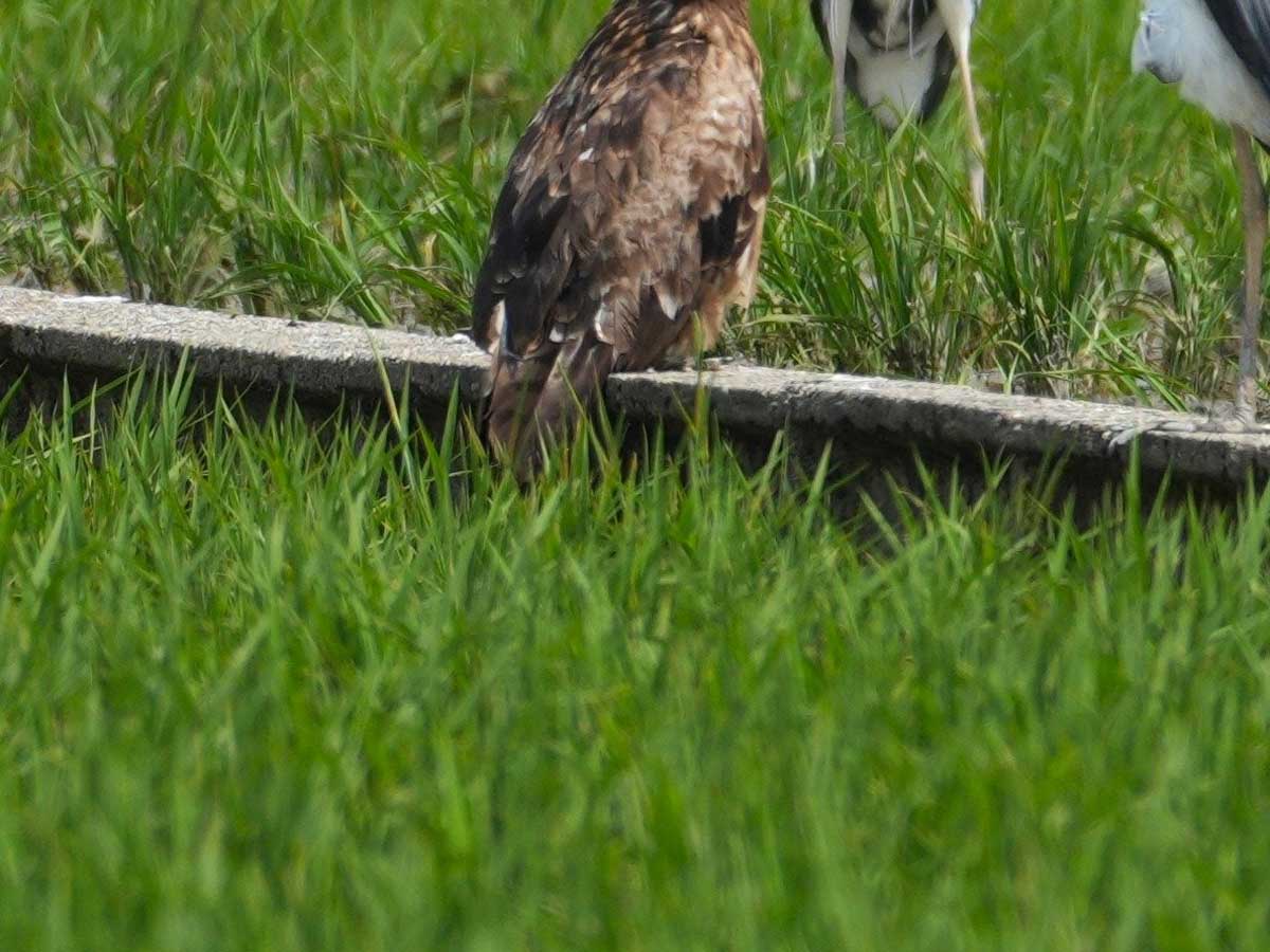 鳥の写真