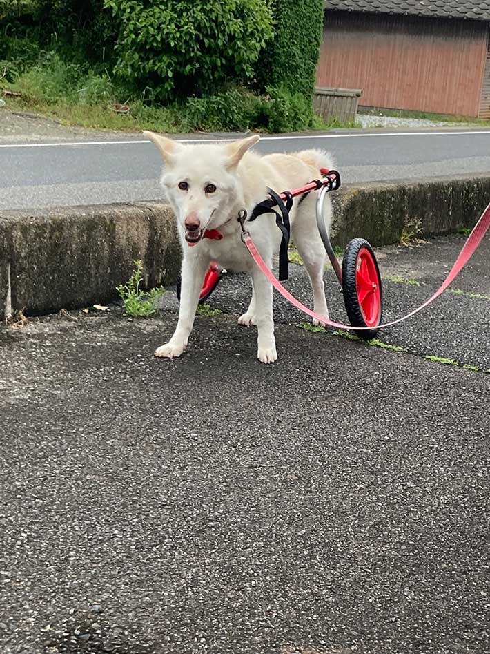 犬の写真