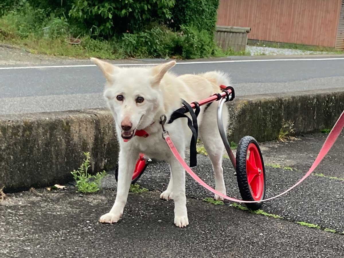 犬の写真