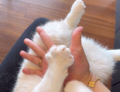 猫の手の写真