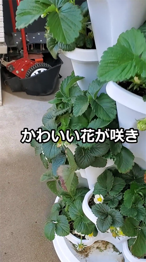 つりきっぷ（turikipp）さんのイチゴ栽培動画キャプション