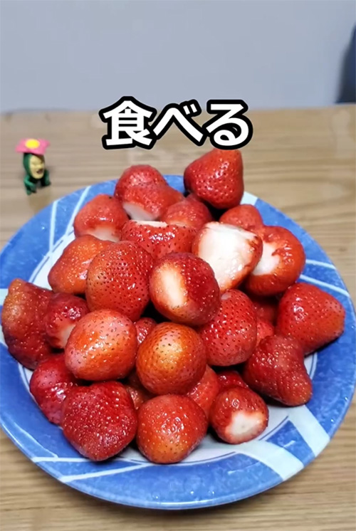 つりきっぷ（turikipp）さんのイチゴ栽培動画キャプション
