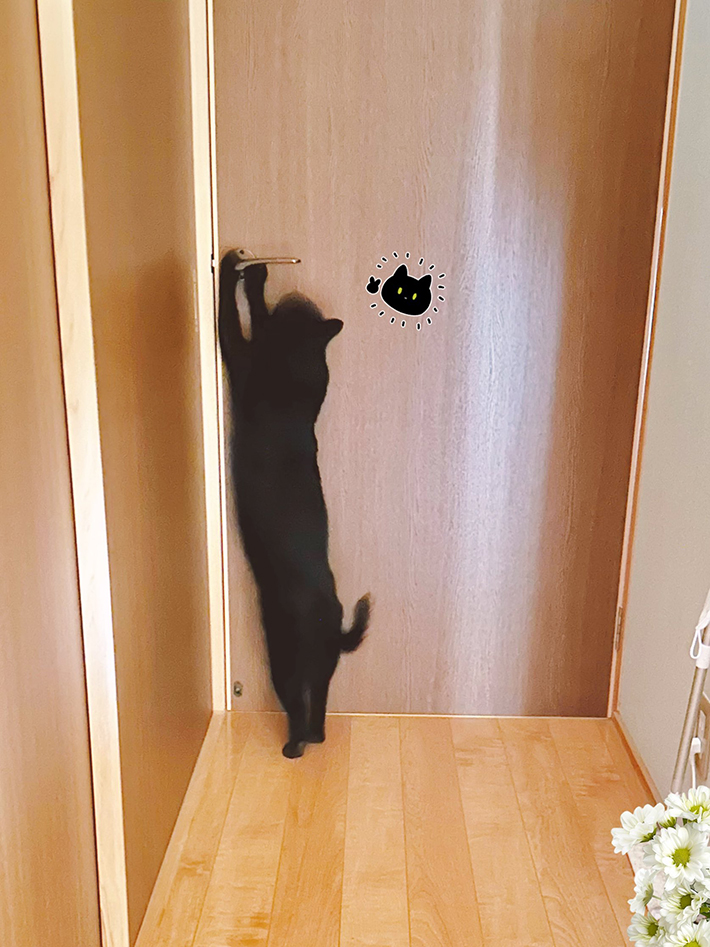 猫の写真