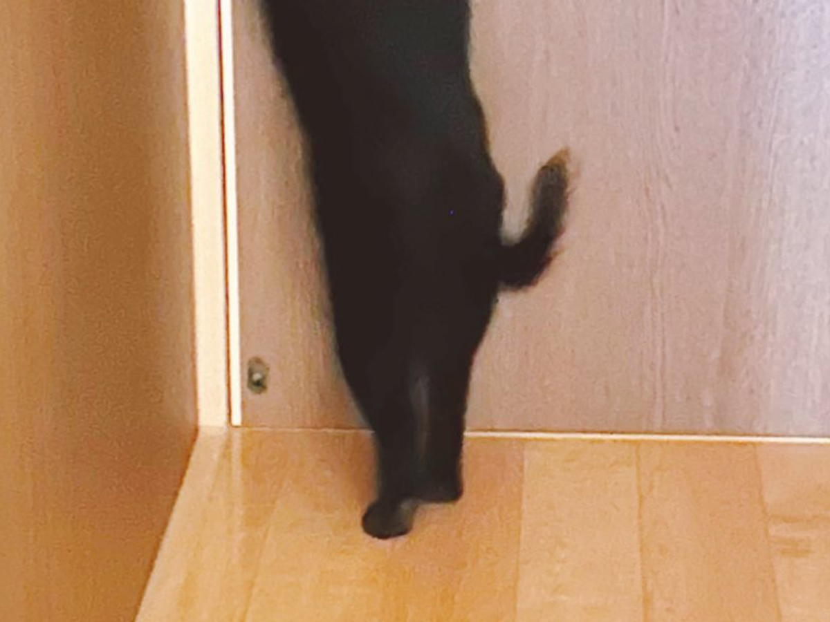 猫の写真