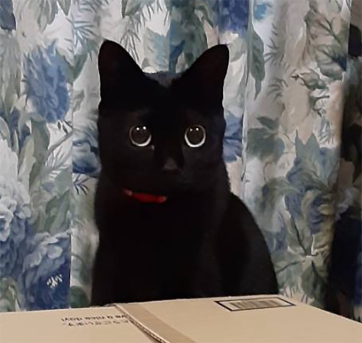 黒猫の写真