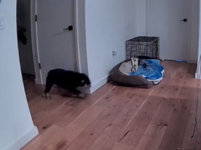 犬の写真