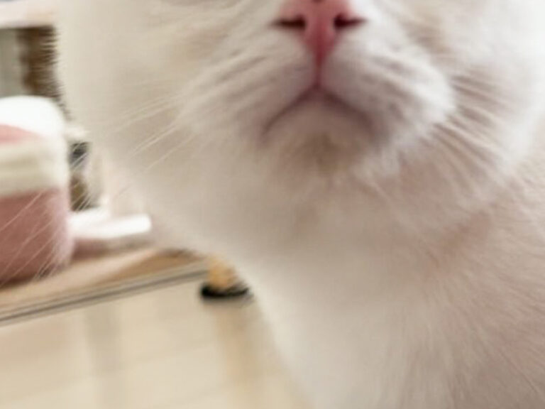 猫の写真