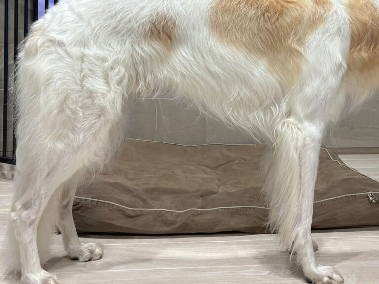 THE FIRST SLAM DUNK』を観たい飼い主の前に立ちはだかる大型犬ベル
