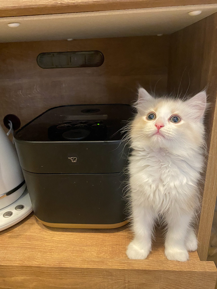 猫と炊飯器の写真