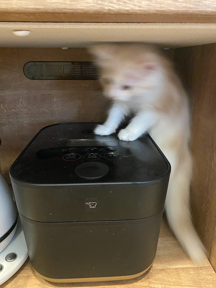 猫と炊飯器の写真