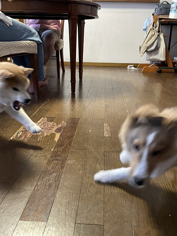 犬の写真