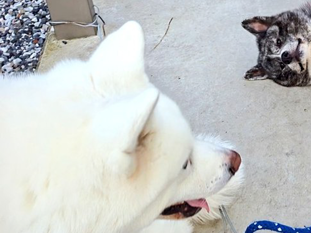 秋田犬と子供の写真