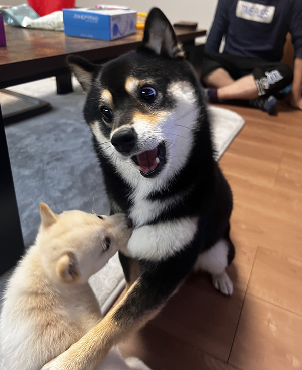 柴犬の写真