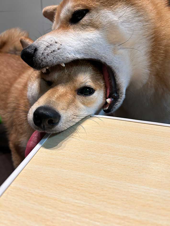 柴犬の写真