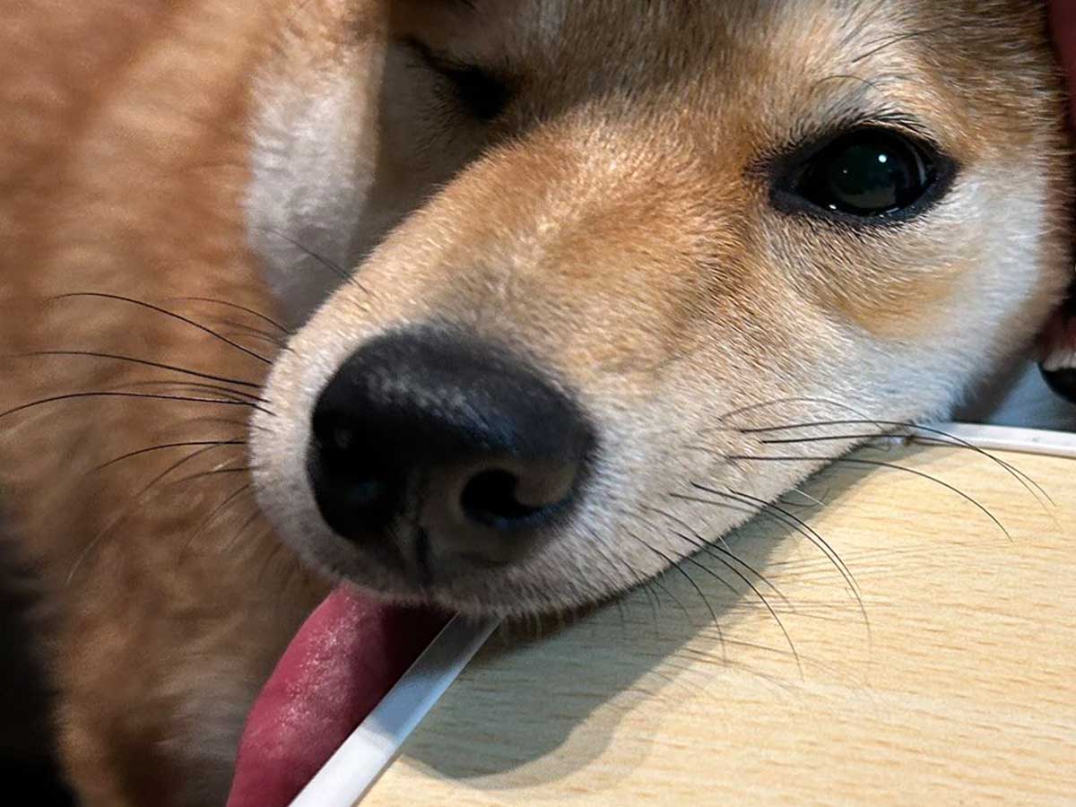 柴犬の写真