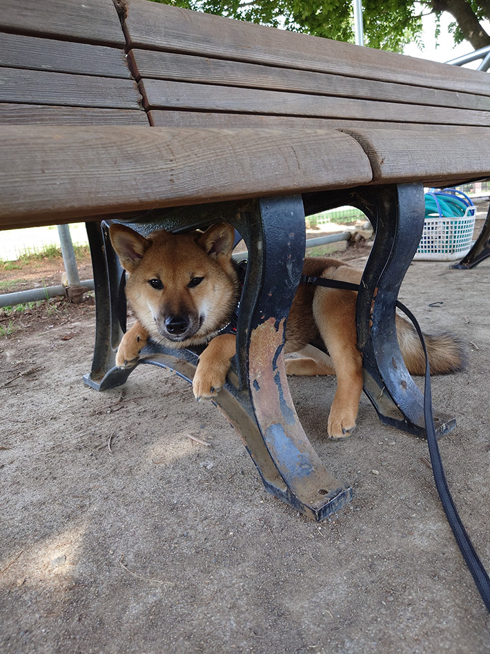 柴犬の写真